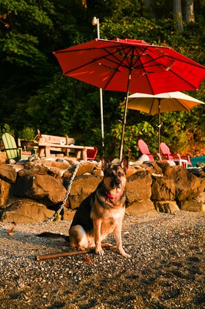 A dog sitting on a gravel surface with a red umbrella and a wooden bench in the background. - Glamping on the Puget Sound - Small Waterfront Cabin (Olympia)