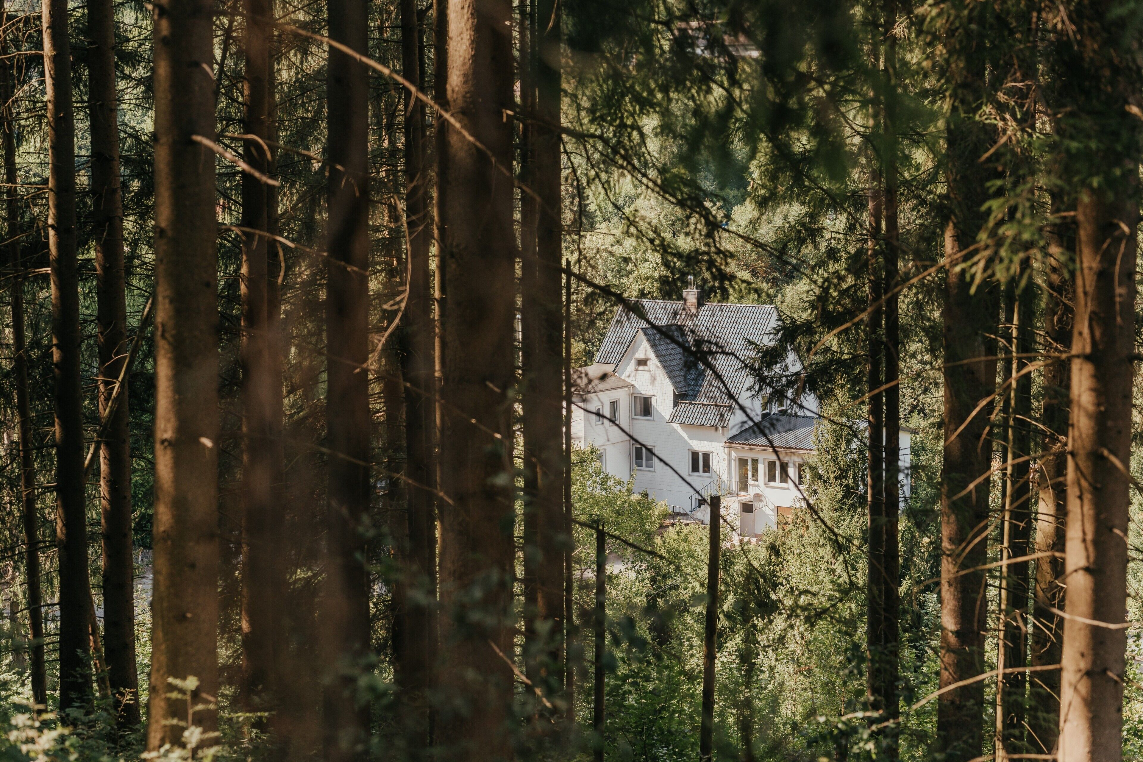 A house surrounded by tall trees.