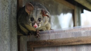 Un opossum sbircia da una struttura in legno.