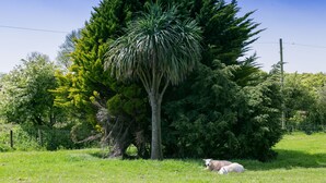 Un champ herbeux avec un grand arbre et une clôture en arrière-plan.