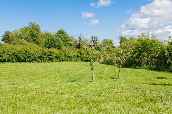 Un campo cubierto de hierba con un árbol pequeño en primer plano y un bosque denso al fondo.