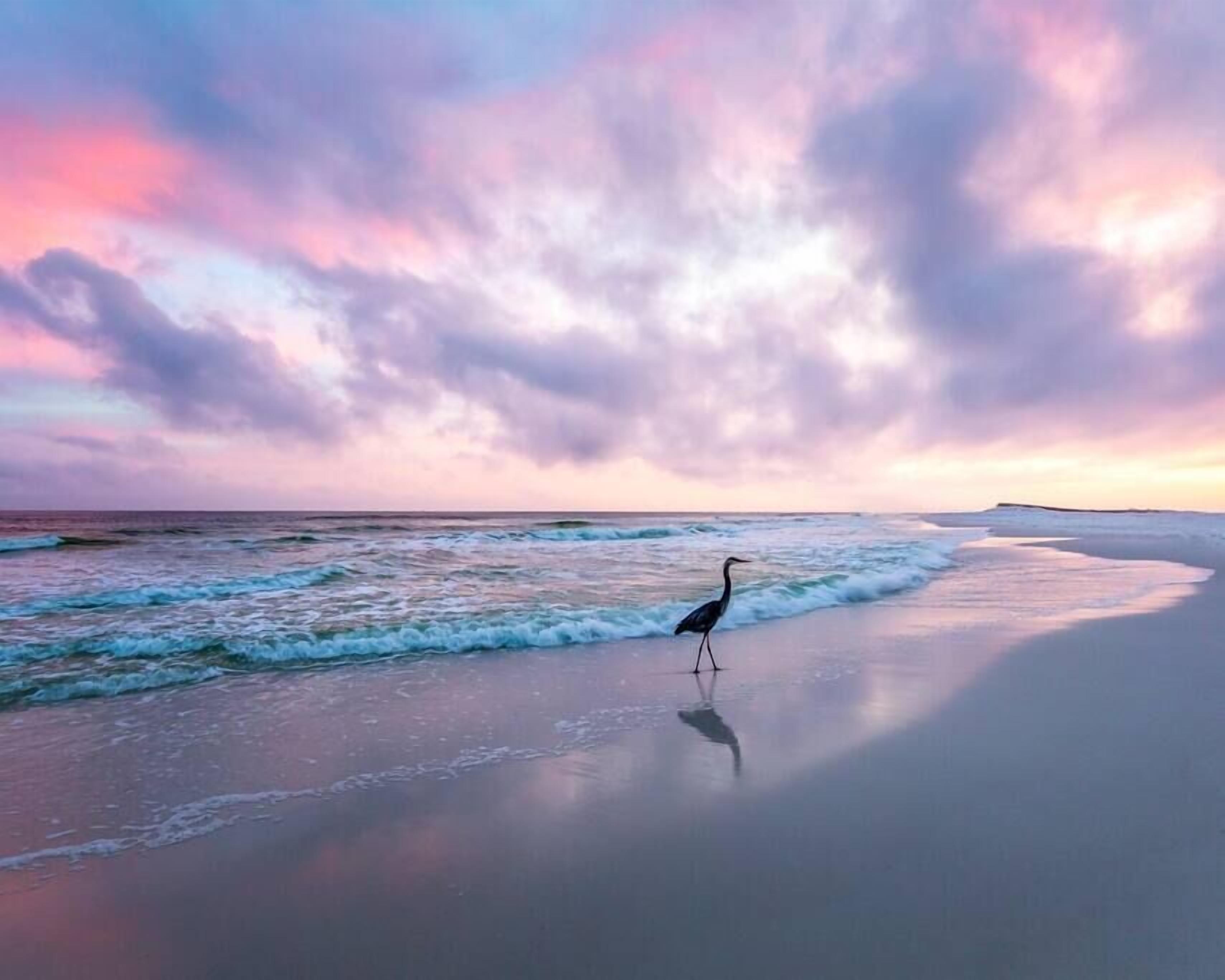Eine Strandansicht mit einem Vogel im Sand und Wellen.