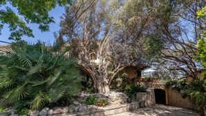 Un sendero de piedra que lleva a una construcción rústica con un gran árbol en el centro, rodeada de plantas variadas y un muro de piedra.