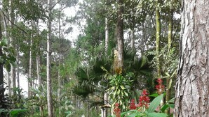 Unclassified image, 2 of 59, button - El Nido Cerro Azul (Caimitillo)