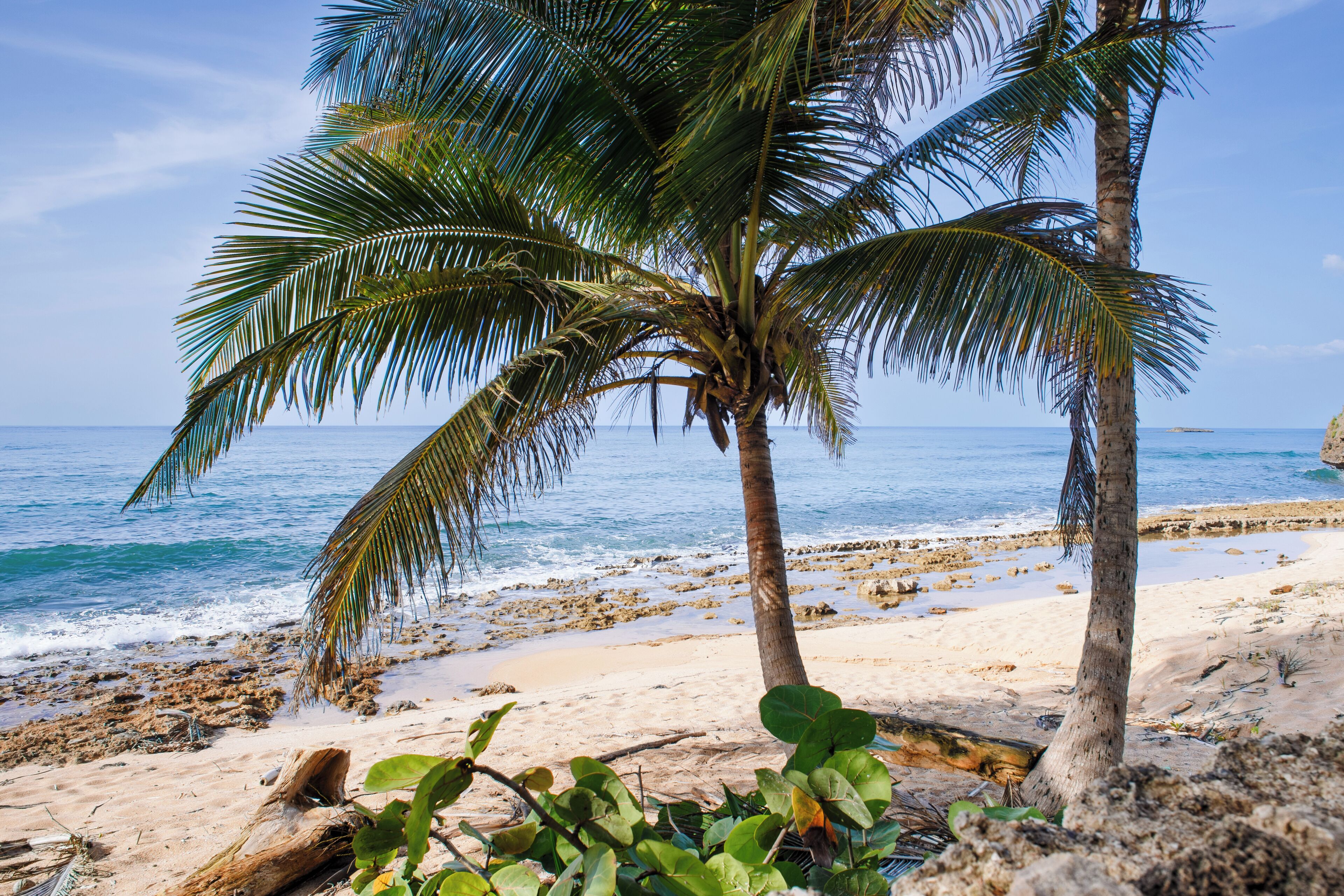 Una playa con palmeras y una vista despejada del océano.
