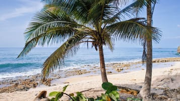 Una playa con palmeras y una vista despejada del océano.