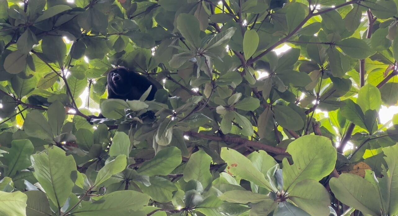 A bird perched among dense green foliage.