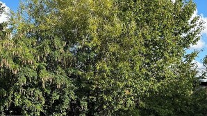 Ein von einer Zäun umgebenes Areal mit Kiesbefestigung und einem Baum.