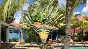 Un espace piscine doté d’un sol en pierre, de chaises longues et de palmiers.