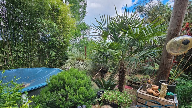 Ein Garten mit verschiedenen Kübelpflanzen, einer Holzterrasse und einer blauen Plane.