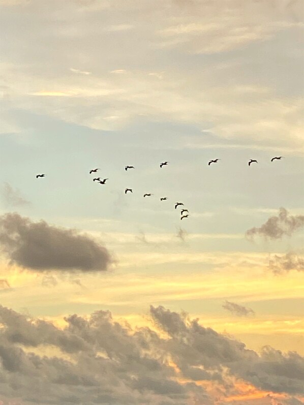 Un vol d’oiseaux dans le ciel.