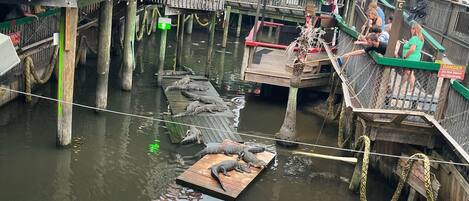 Une attraction sur le thème de l’eau, dotée de passerelles et de plateformes en bois, où l’on peut observer des alligators vivants.