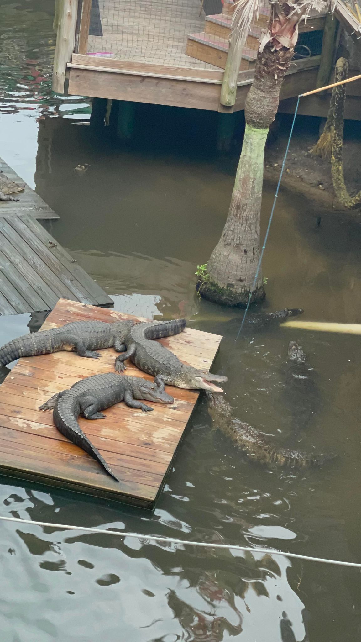 Eine Holzplattform mit Geländer, umgeben von Wasser.