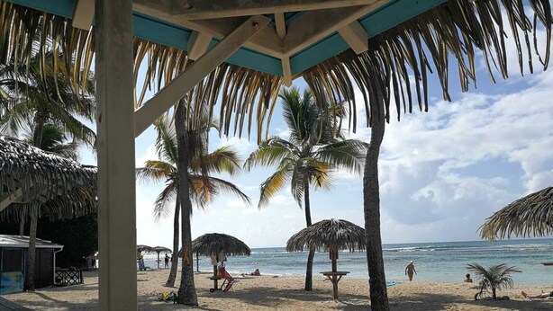Una spiaggia con palme, una struttura a tetto di paglia e una panchina in legno.