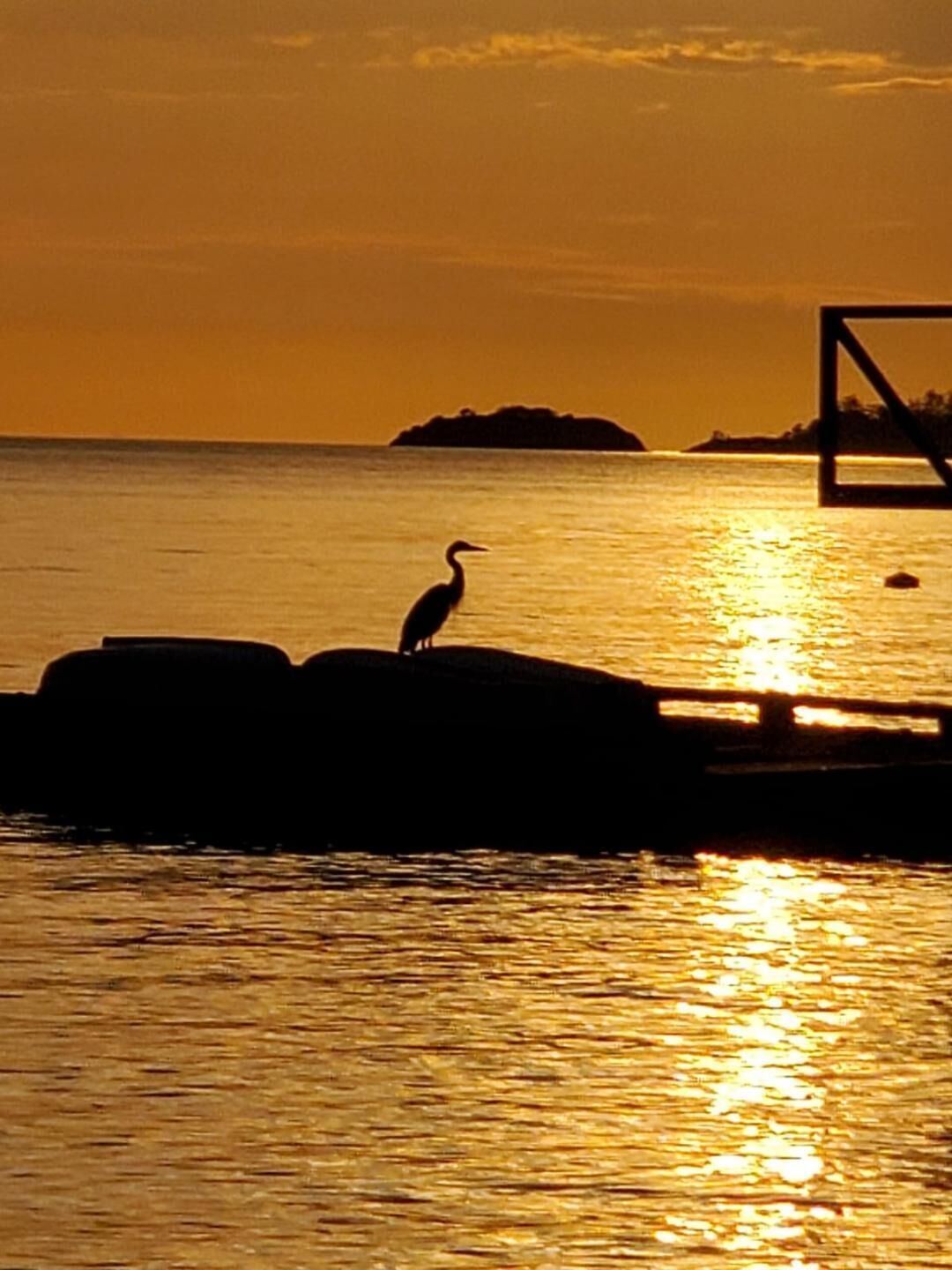 A bird standing on rocks by a body of water during sunset.
