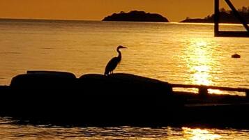 A bird standing on rocks by a body of water during sunset.