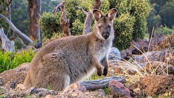 Um canguru em um ambiente natural, com árvores e terreno rochoso.