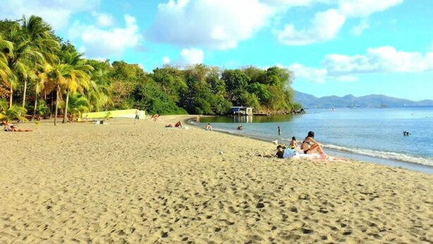 Une plage bordée de palmiers, un ciel dégagé et une mer calme.
