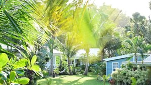Een weelderige tuin met palmboompjes en diverse planten, een blauw huis en een witte hek.