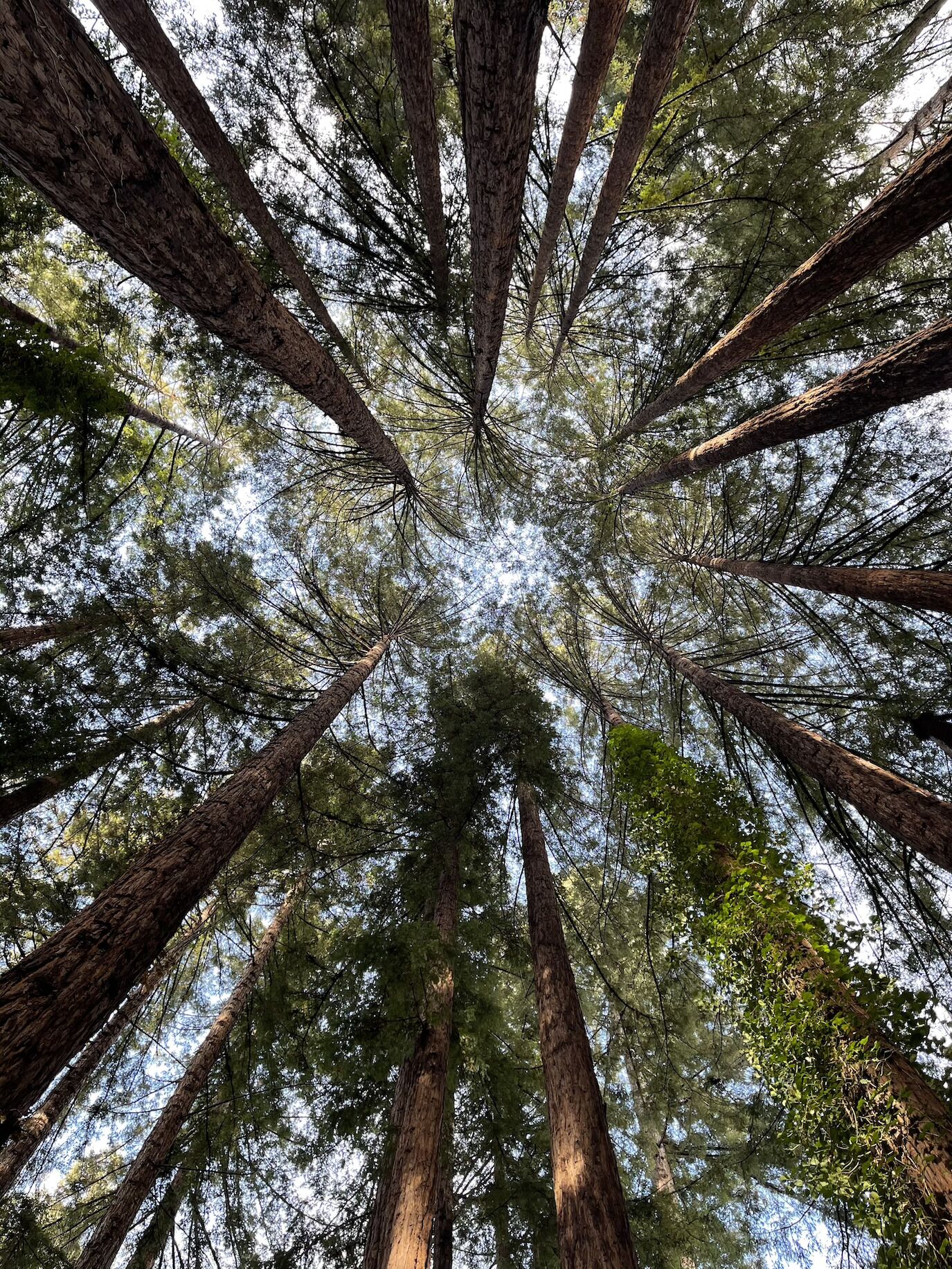 A view of tall trees converging towards the ground.