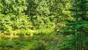 Ein Holzweg schlängelt sich durch eine üppige Grünfläche mit einem Teich.