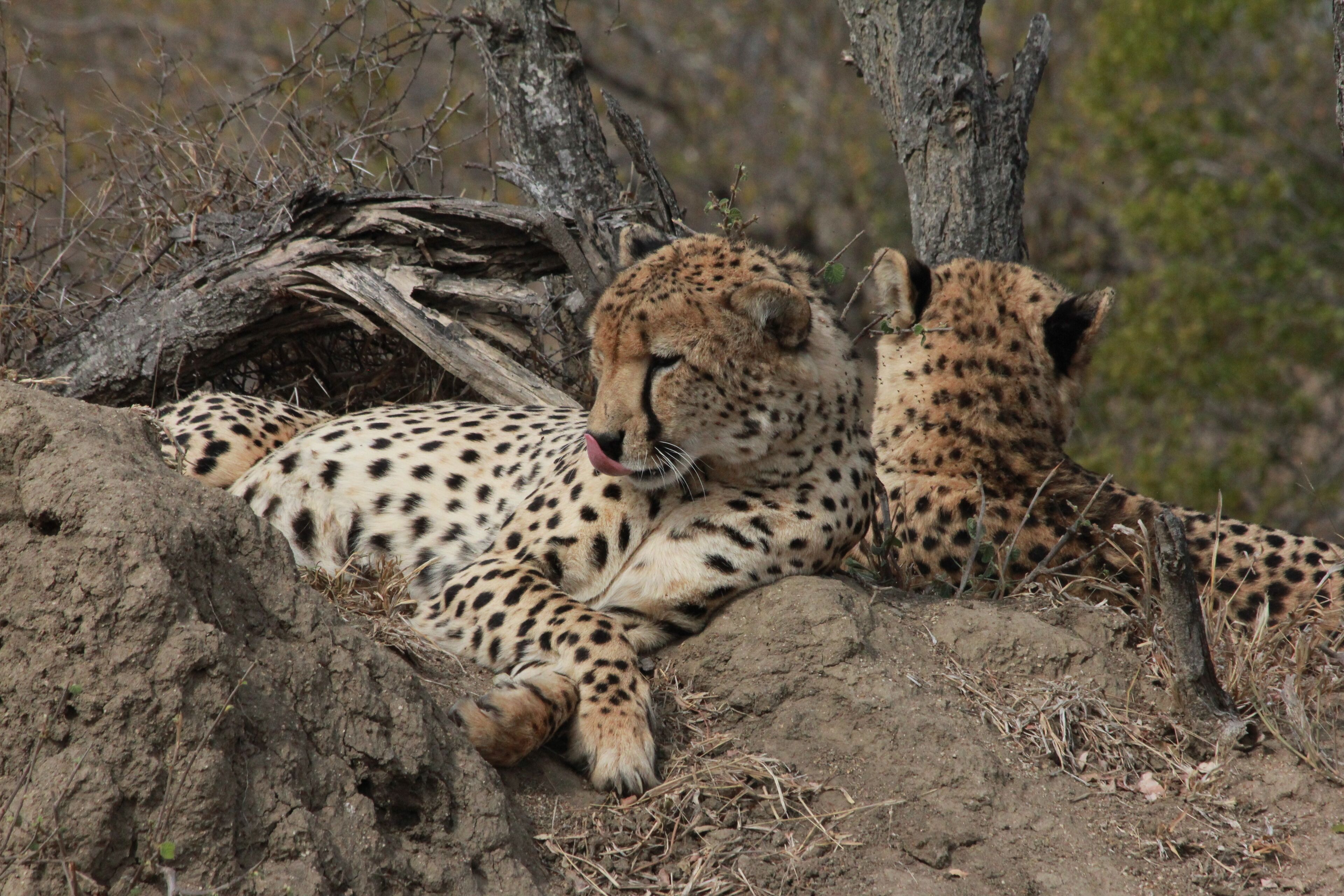 Two cheetahs resting near a tree in a natural setting.