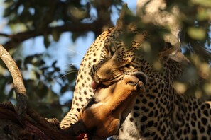 Visita a un safari
