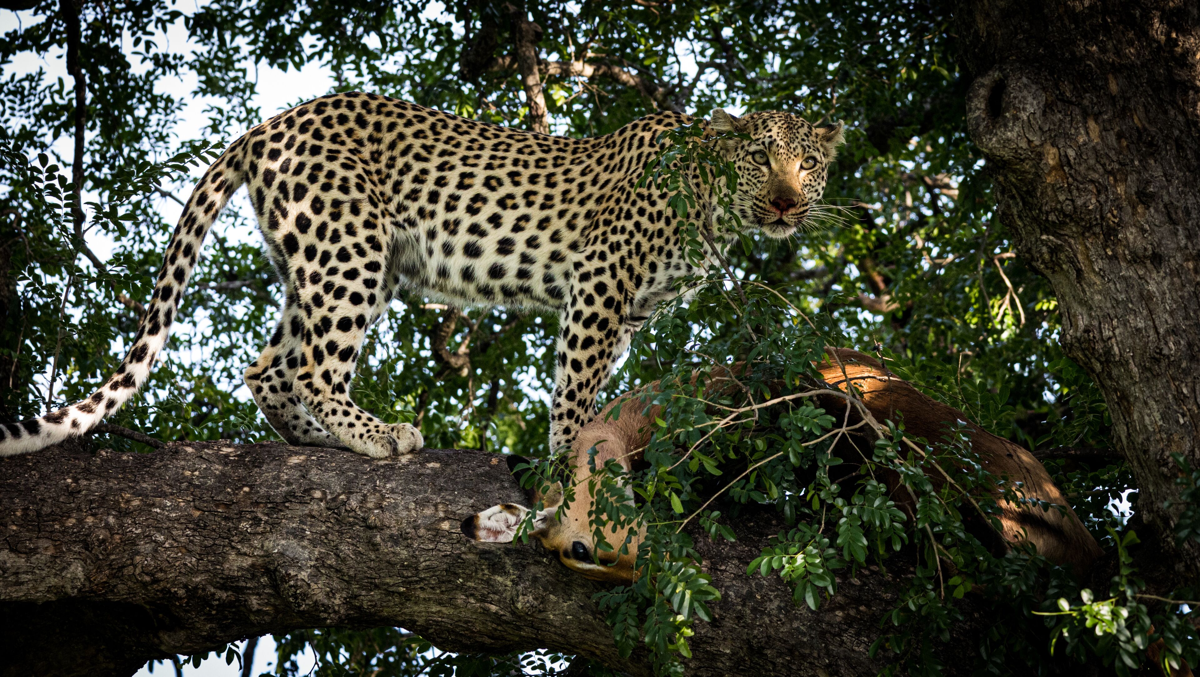 Un léopard marchant sur une branche d’arbre.