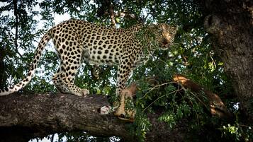 Un léopard marchant sur une branche d’arbre.