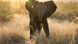 An elephant in a natural setting with tall grass and trees in the background. - Simbavati River Sands (Bushbuckridge)