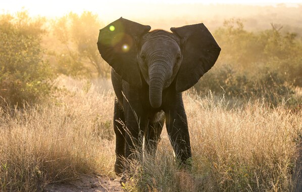 An elephant in a natural setting with tall grass and trees in the background. - Simbavati River Sands (Bushbuckridge)