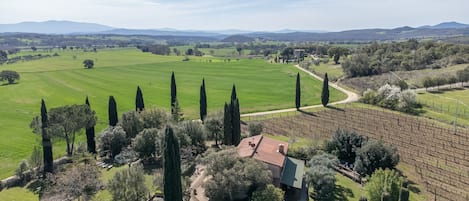 A vineyard with rows of grapevines, a house with a red roof, and a clear view of distant hills.