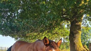 A horse standing under a tree in a grassy field.