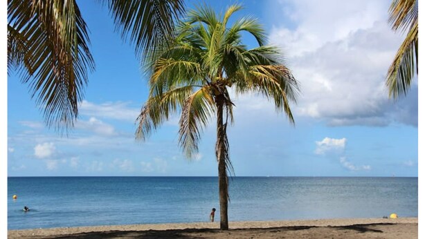 A beach scene with a palm tree, clear sky, and calm sea.