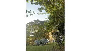 A lush garden with a large agave plant, a building with a balcony, and dense foliage. - Elegance - Sea view, private beach access, swimming pool (Schoelcher)