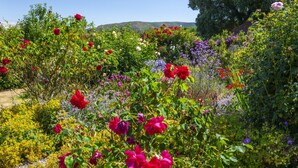 Un jardín con diversas plantas y árboles florecientes.