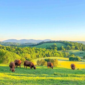 Terrain de l’hébergement 