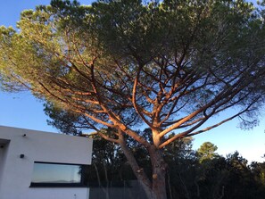A large tree with a broad canopy and a thick trunk, situated in front of a modern building with a flat facade and a large window. - Architect villa with open sea view (Zonza)