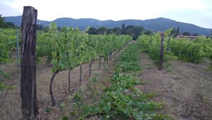 A vineyard with rows of grapevines, a wooden post, and a mountainous backdrop. - The Barn Owl apartment in farmhouse in the countryside (Bivio Ravi)