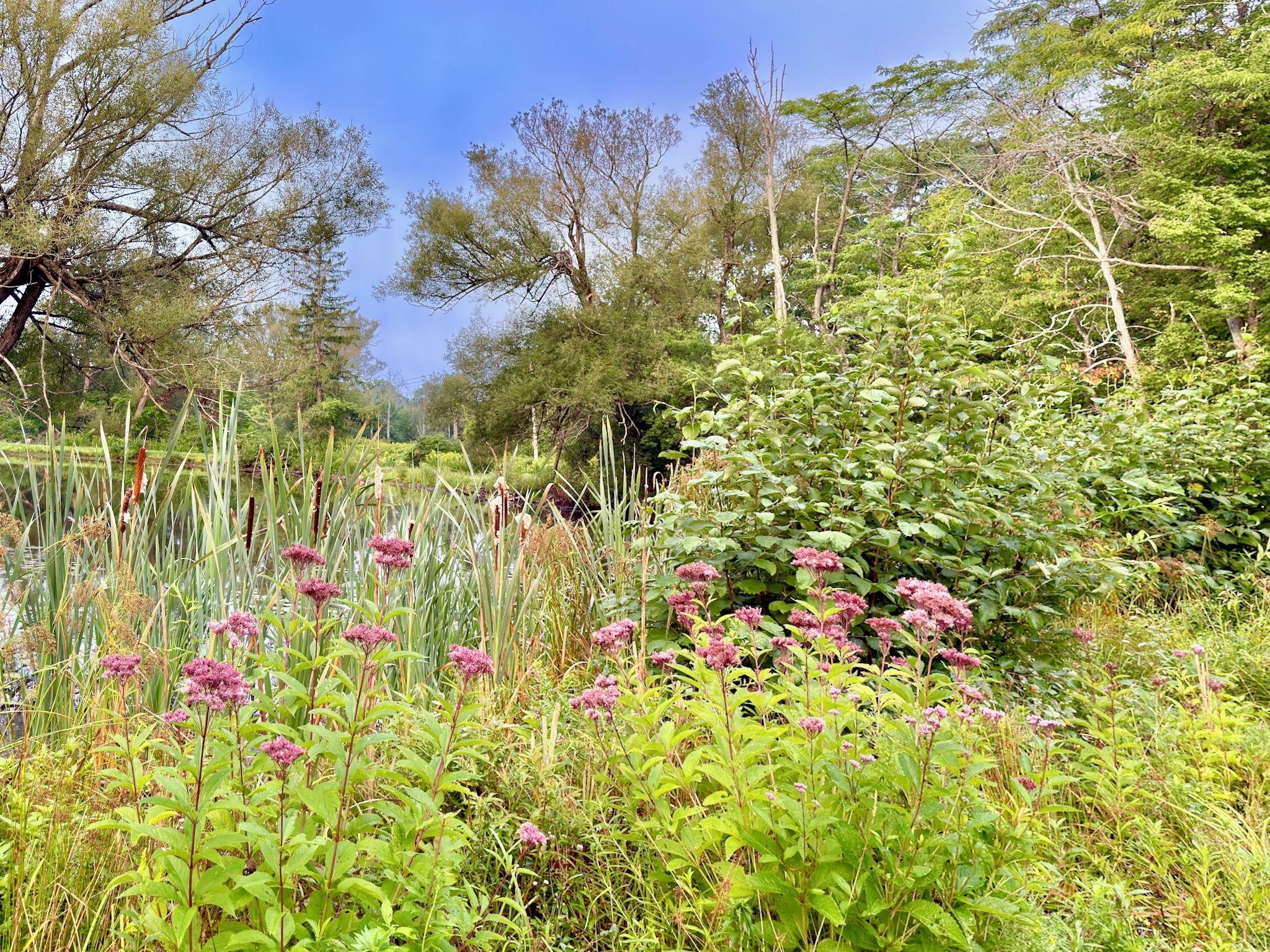 Un paysage naturel comprenant diverses plantes et arbres.