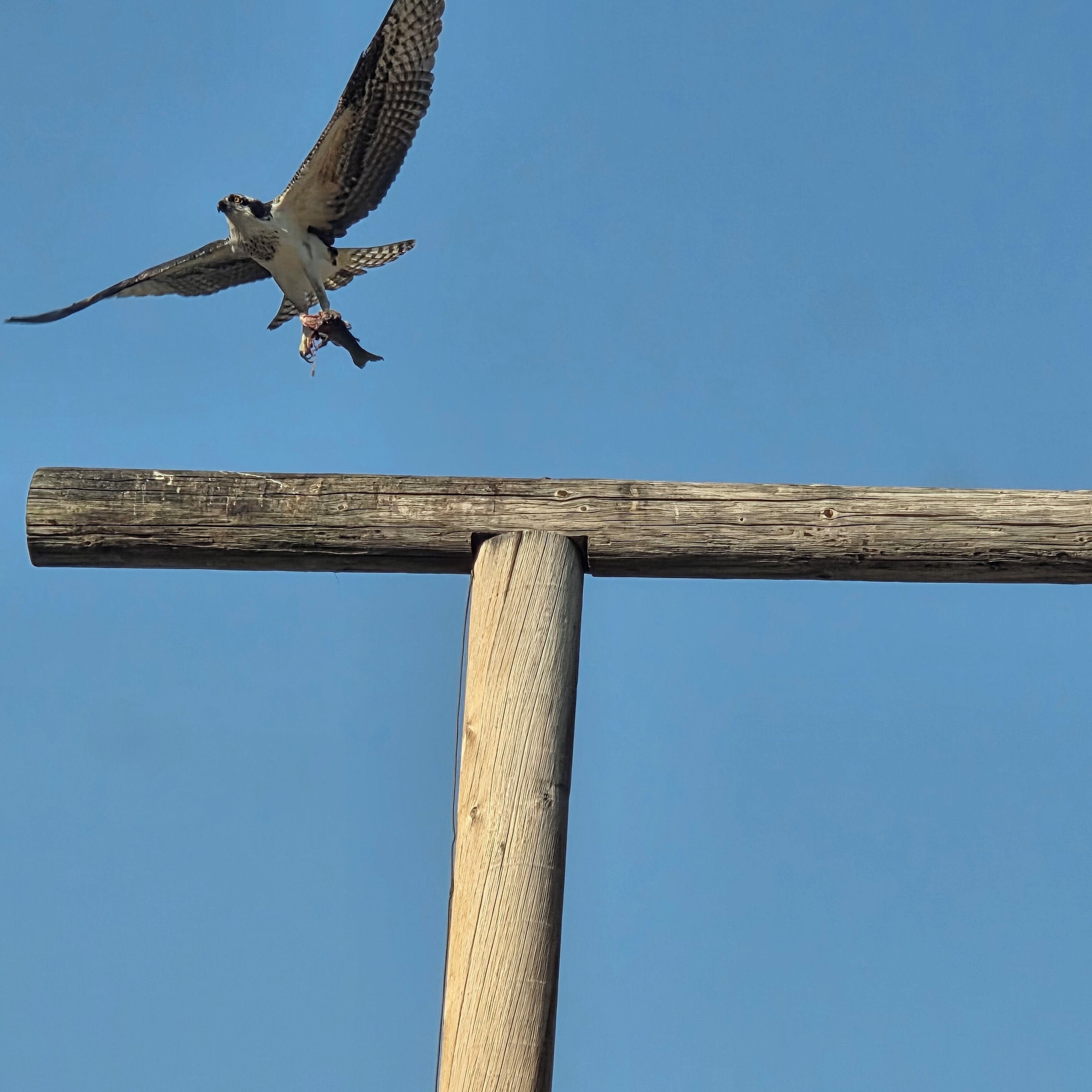 Un oiseau était perché sur une structure en bois.