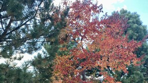 Ein runder Gartentisch mit Korbstühlen, umgeben von Bäumen mit Herbstlaub.