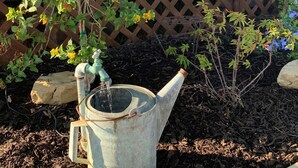 A rustic watering can in a garden with mulch and plants.