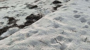 Een strand met zand en zeewier, onder een gedeeltelijk bewolkte lucht.