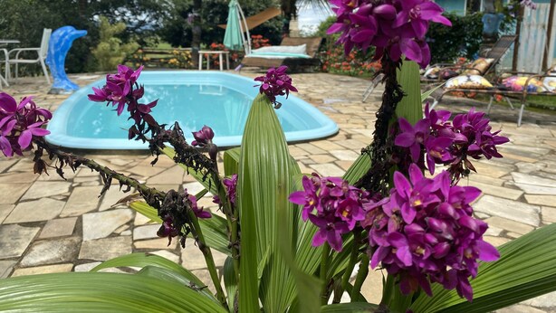 Una piscina rodeada de plantas tropicales y un área de descanso con sillas y sombrillas.