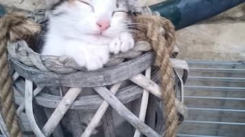 Animaux de compagnie acceptés