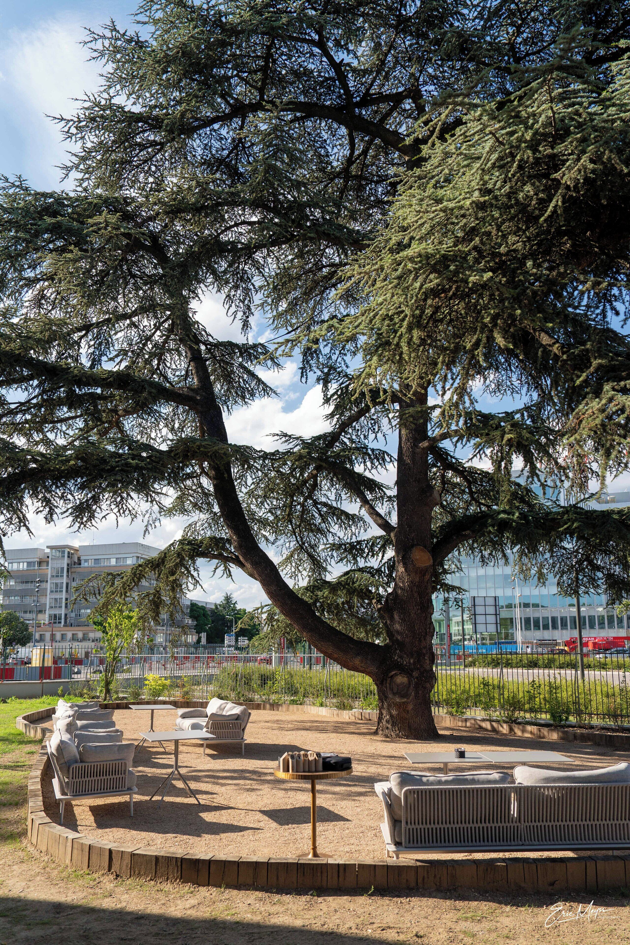A tree-lined outdoor seating area with a round table and chairs.