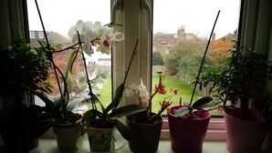 A window sill with various potted plants, including orchids, viewed through a window overlooking a residential area. - Second Home (London)