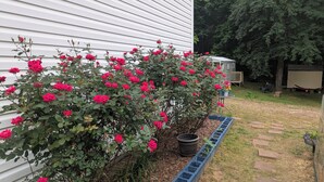 A garden with a rose bush in front of a house. - Eclectic Tiny House  (Lithia Springs)