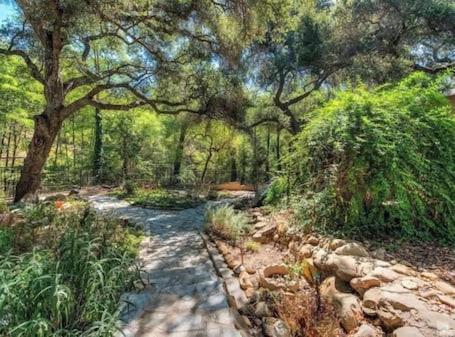 A forested area with a stone pathway leading through dense greenery and trees.